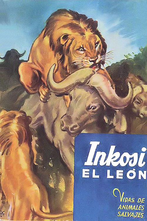 Inkosi, el león