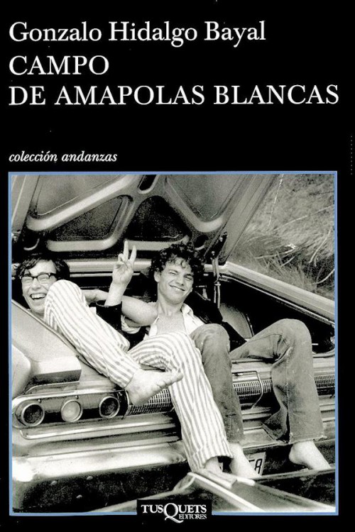 Campo de amapolas blancas